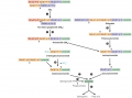 Lysosomal pathways for degradation of Sphingolipids