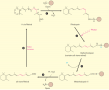 The chemical changes in photoreception