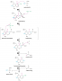 Involvement of pyridoxal phosphate in transamination