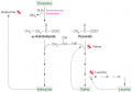 Biosynthesis of valine and isoleucine