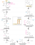 De novo biosynthesis of the purine ring