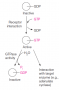 To summarize, this signal transduction pathway involves
