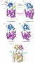 Catalytic core of sirtuins is evolutionarily conserved