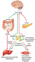 Endocrine regulation of food intake and energy homeostasis in mammals