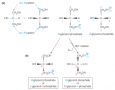 Stereochemistry of glycerophospholipids
