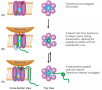 Model for translocon function