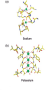 Selective binding of Na+ and K+ in ion channels