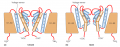 A model for voltage-gating in the channel