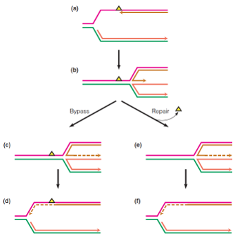 Replication fork regression as a likely response to a blocking DNA lesion