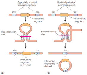 Genome rearrangements that can be promoted by homologous recombination between two copies