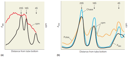 Demonstration of mRNA by pulse-labeling and sedimentation