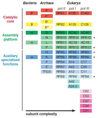 RNA polymerase subunit structures in the three domains of life