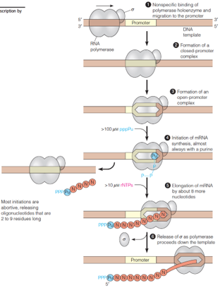 Initiation and elongation steps of transcription by bacterial RNA polymerase