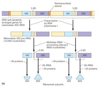 Transcription and processing of the major ribosomal RNAs in eukaryotes
