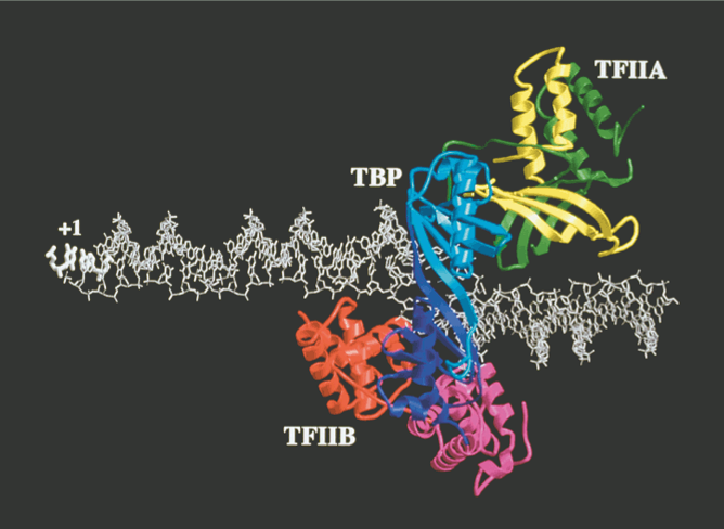 Computationally assembled model of the TFIIA–TBP–TFIIB–promoter complex based on crystal