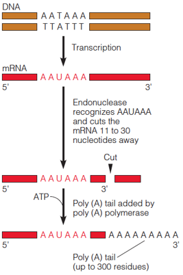 Termination of transcription in eukaryotes: addition of poly(A) tails