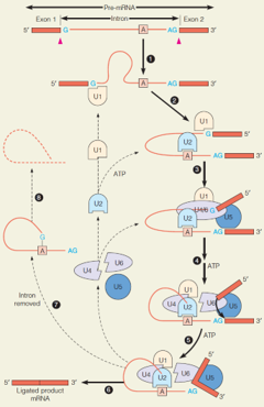 The overall process of splicing