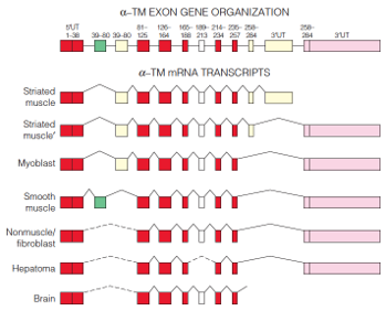 Tropomyosin gene organization (rat) and seven alternative splicing pathways