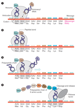 Translation of an RNA message into a protein
