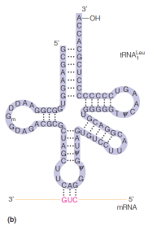 Structure of tRNAs: A leucine tRNA from E. coli
