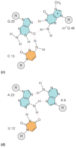 Unusual base pairings in tRNA: (c, d) Some examples of triple interactions