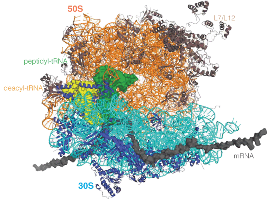 A model of the 70 ribosome, with mRNA and tRNA bound