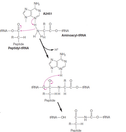 A mechanism for peptidyltransferase involving A2451 (E. coli) as a general base