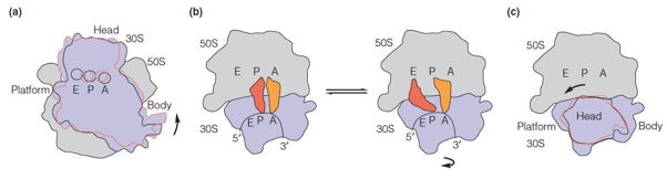 A schematic view of ribosome subunit rotational motions, based on crystal structures of ribosomes