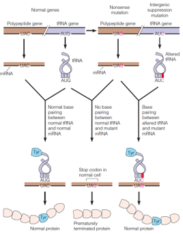 How an intergenic suppression mutation can overcome a nonsense mutation