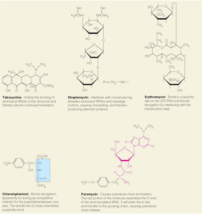 Some antibiotics that act by interfering with protein biosynthesis