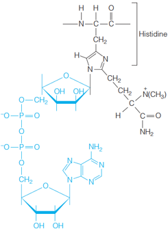 ADP-ribosylated diphthamide derivative of histidine in eEF2