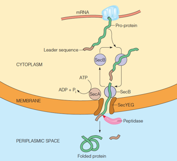 A current model for protein secretion by prokaryotes