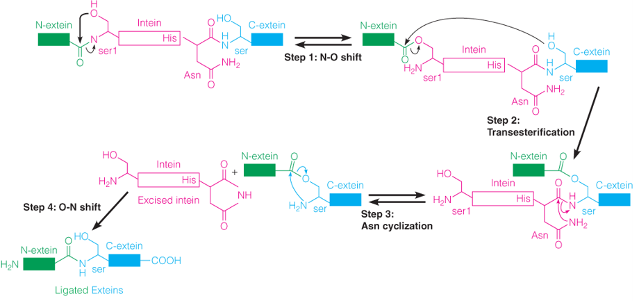 An outline of the mechanism of protein splicing