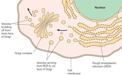 Transfer from the rough endoplasmic reticulum (RER) to the Golgi complex