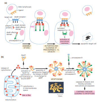 Extrinsic and intrinsic signaling pathways leading to apoptosis