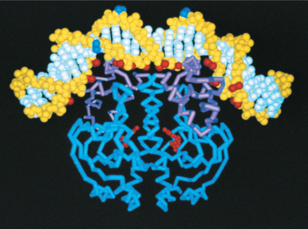 Bending of DNA by binding to CRP–cAMP