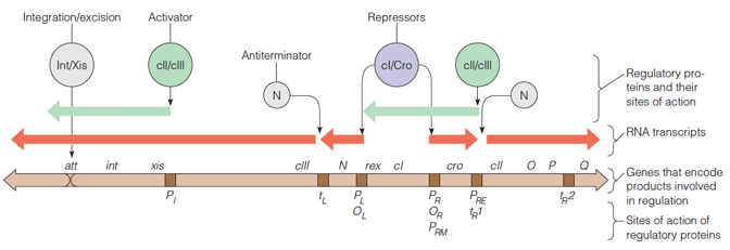 The early regulatory region of phage l