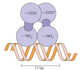 Model of cI repressor binding to DNA