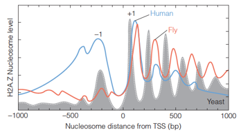Distribution of H2A.Z-containing nucleosomes near a transcription start site (TSS)