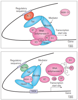 Mediator as a bridge between gene-specific regulatory factors and the general transcription