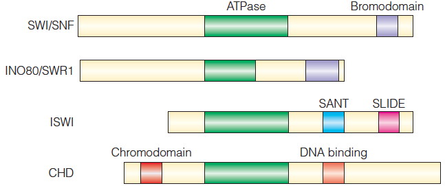 Chromatin remodeler families and conserved domains of the ATPase