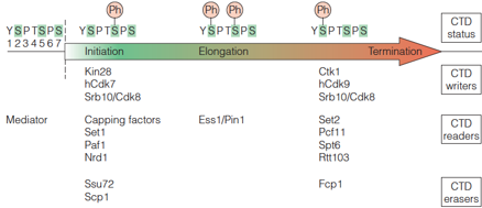 Writers, readers, and erasers of the CTD phosphorylation code