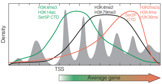 Histone and pol II CTD modifications as a function of gene position