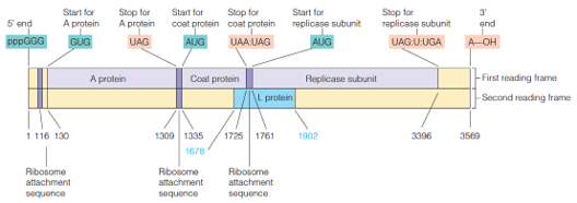 The RNA of bacteriophage MS2