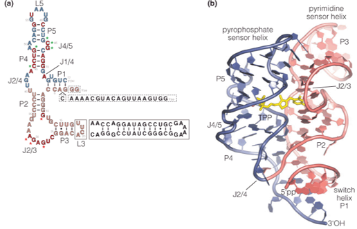 Structure of the thiamine pyrophosphate riboswitch from the plant Arabidopsis thaliana