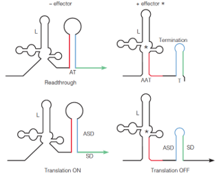 Mechanisms of action of a riboswitch