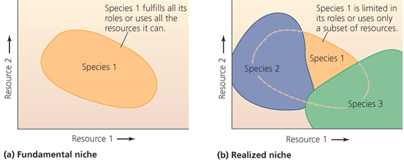 Niche: An individual’s ecological role