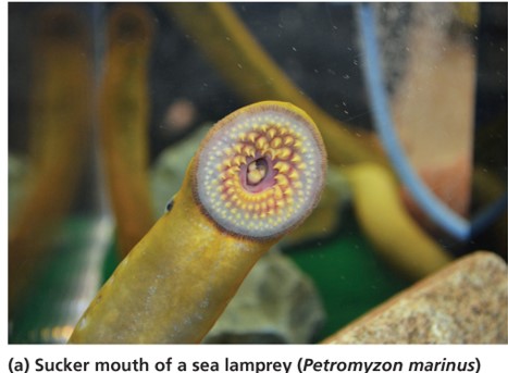 Sea lampreys: petromyzon marinus "بتروميزون مارينوس"