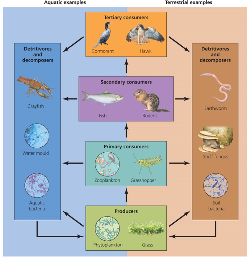 Energy passes among trophic levels