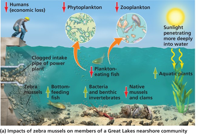 Impact of zebra mussels on members of a Great Lake nearshore